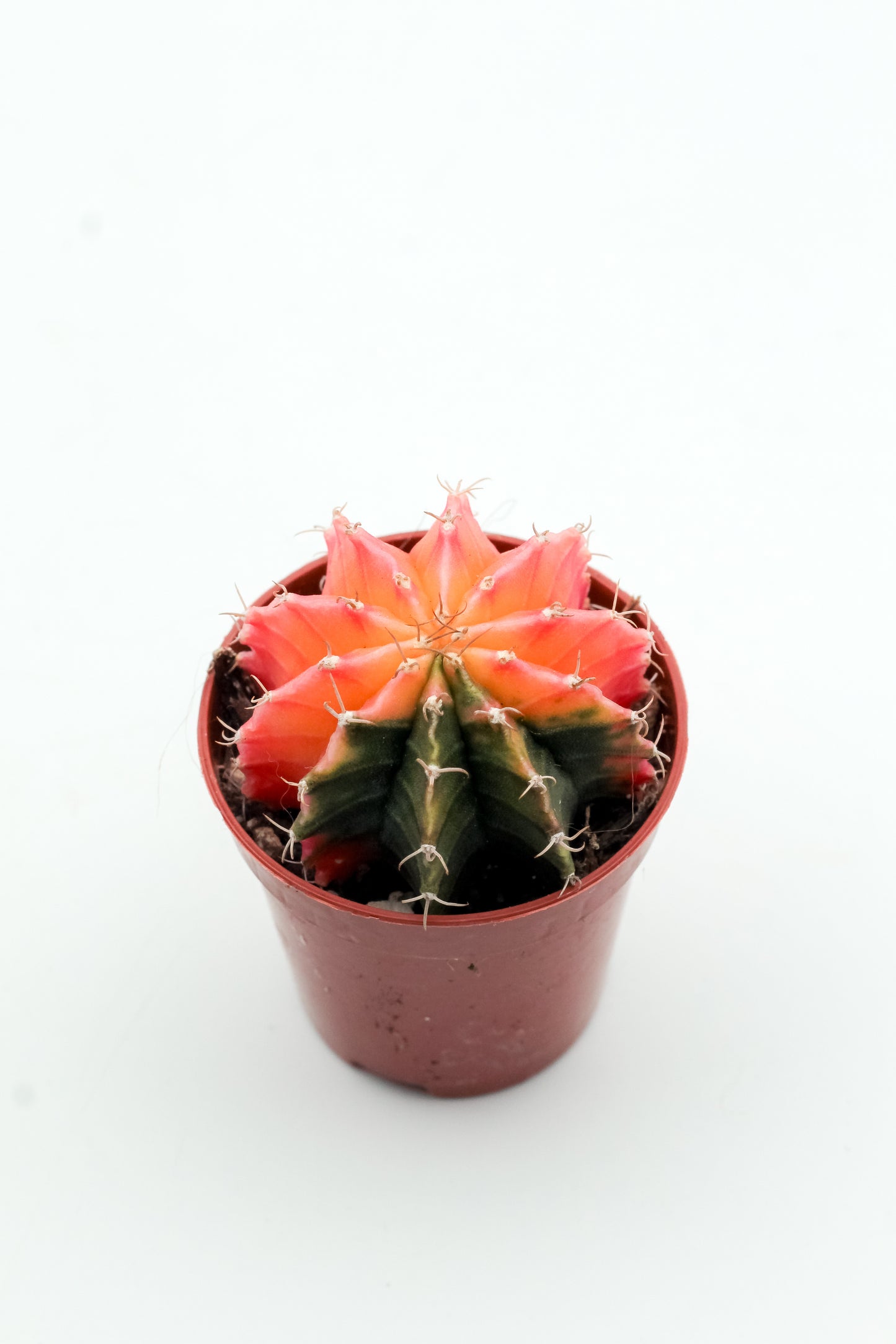 Gymnocalycium mihanovichii 'Koi Orange'