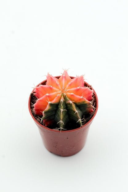 Gymnocalycium mihanovichii 'Koi Orange'
