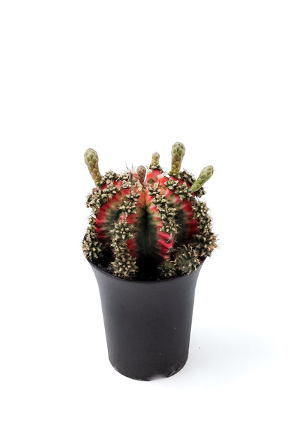 Gymnocalycium mihanovichii 'Multicolor'