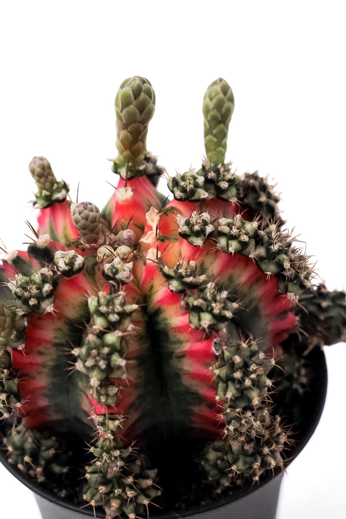 Gymnocalycium mihanovichii 'Multicolor'