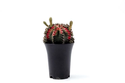 Gymnocalycium mihanovichii 'Multicolor'