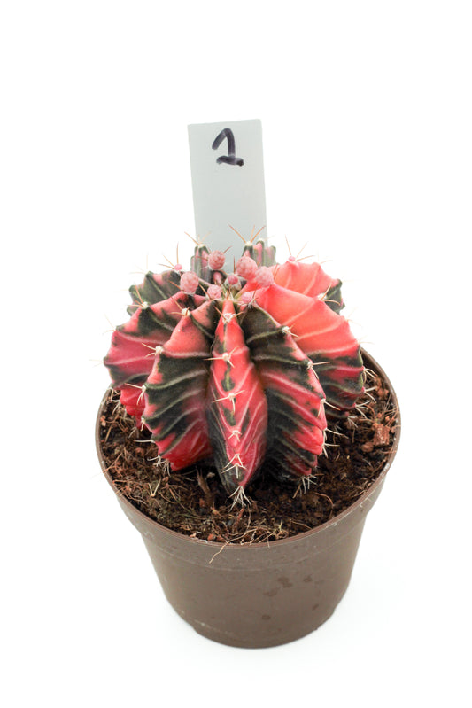 Gymnocalycium mihanovichii variegata Thai hybrid