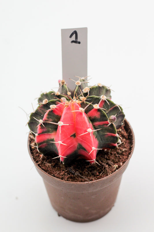 Gymnocalycium mihanovichii variegata Thai hybrid