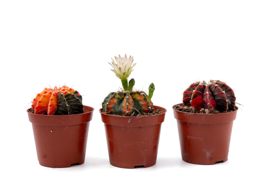 Gymnocalycium mihanovichii variegata Thai hybrid