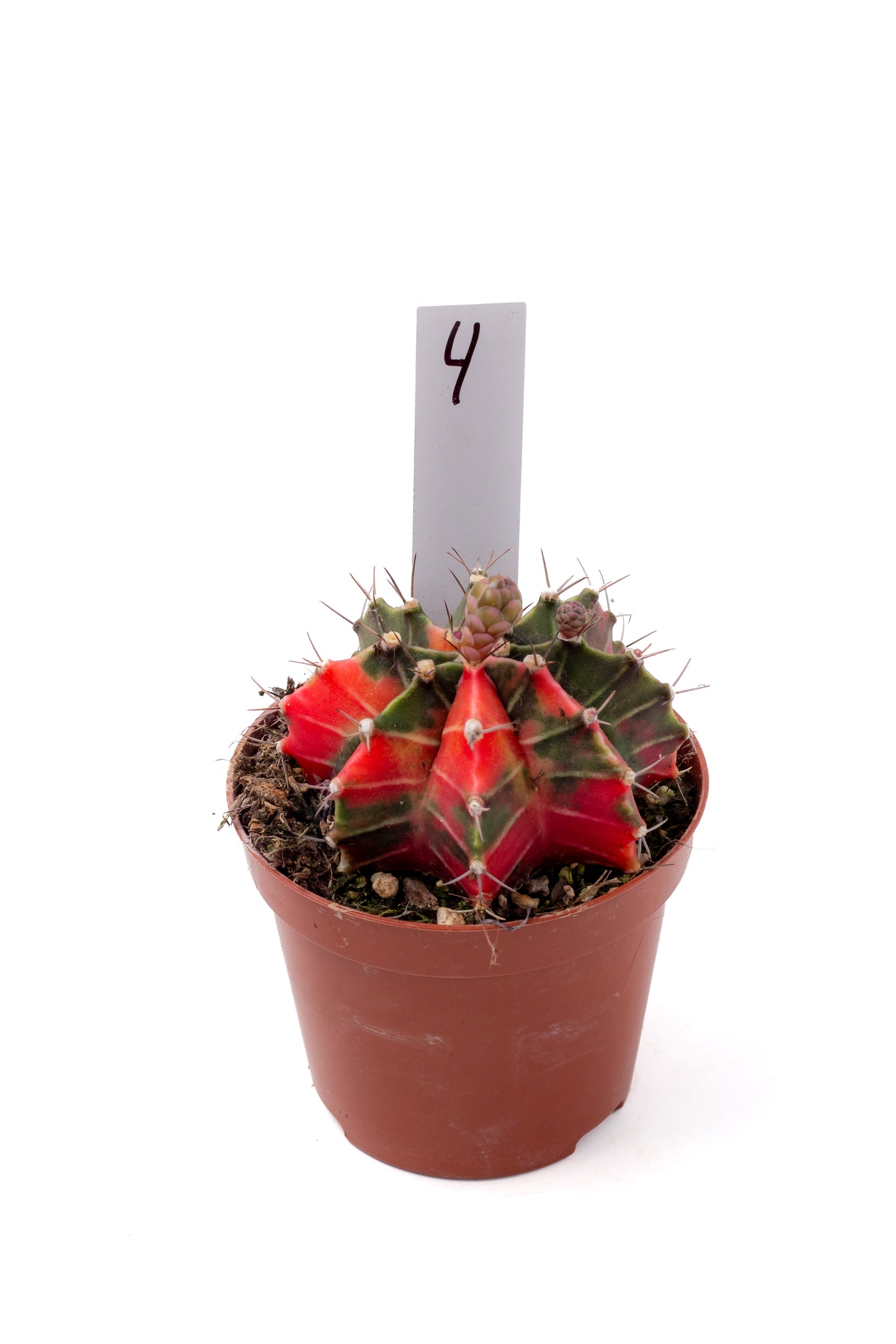 Gymnocalycium mihanovichii variegata Thai hybrid