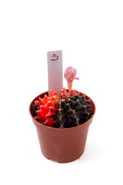 Gymnocalycium mihanovichii variegata Thai hybrid