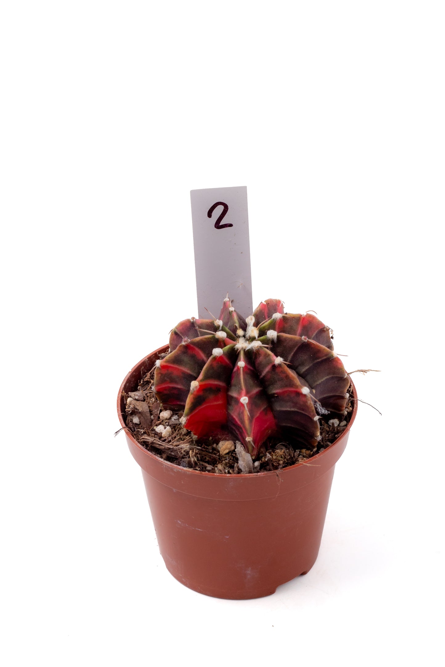 Gymnocalycium mihanovichii variegata Thai hybrid