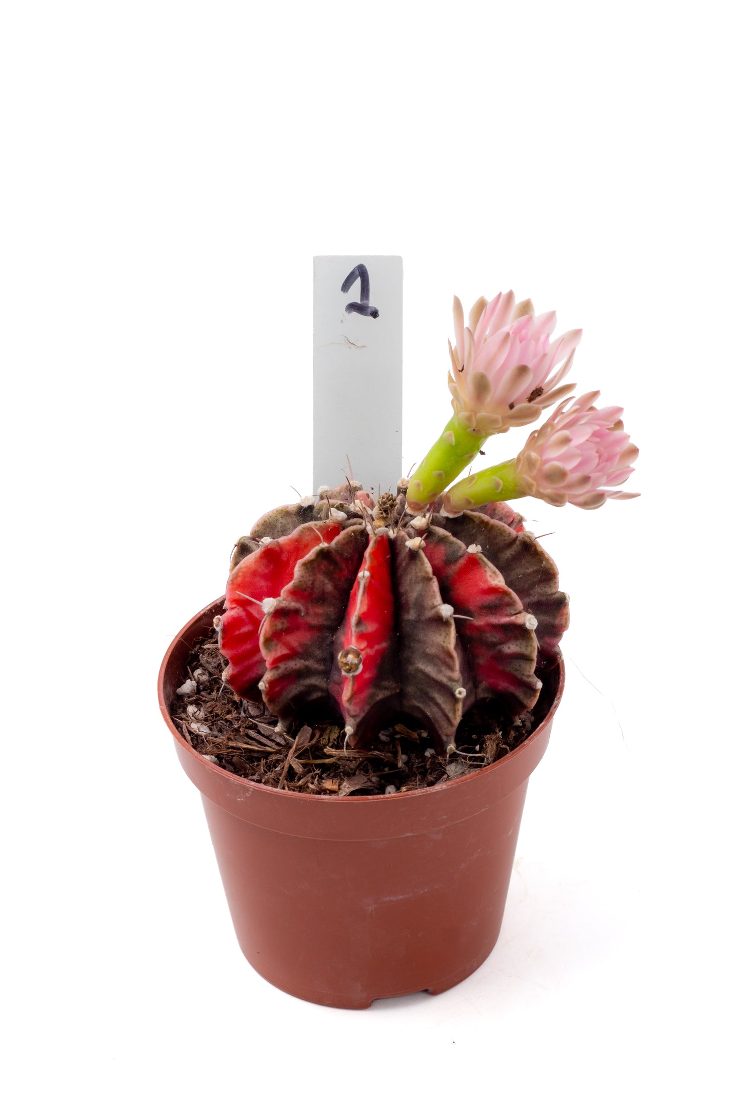 Gymnocalycium mihanovichii variegata Thai hybrid