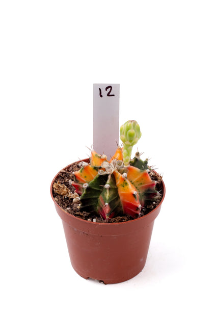 Gymnocalycium mihanovichii variegata Thai hybrid