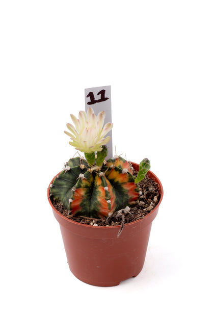 Gymnocalycium mihanovichii variegata Thai hybrid