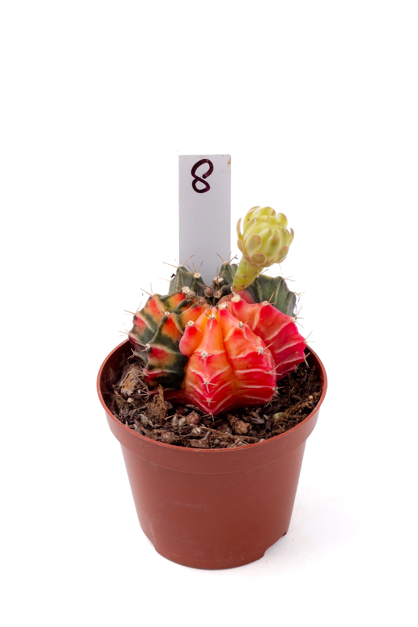 Gymnocalycium mihanovichii variegata Thai hybrid