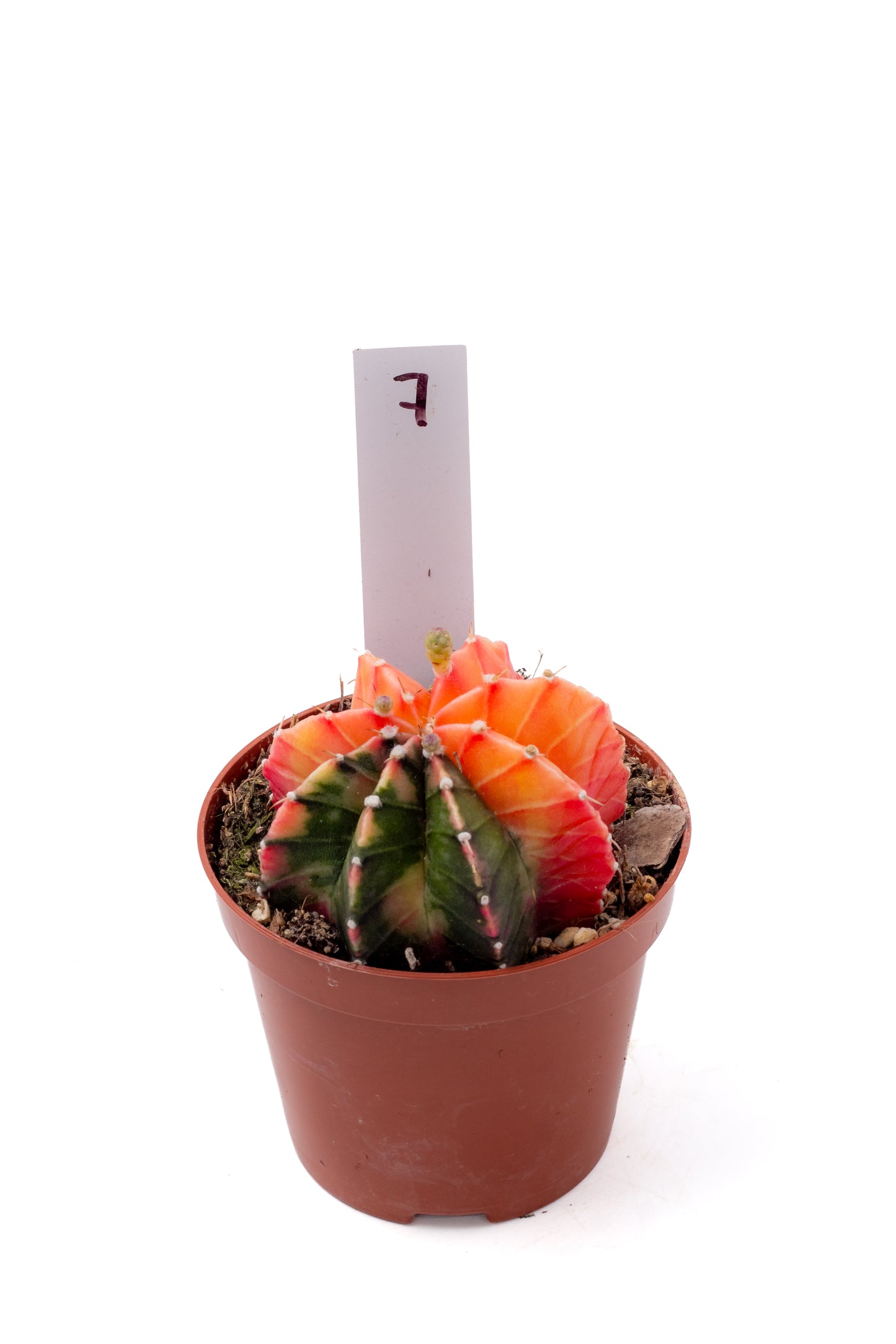 Gymnocalycium mihanovichii variegata Thai hybrid