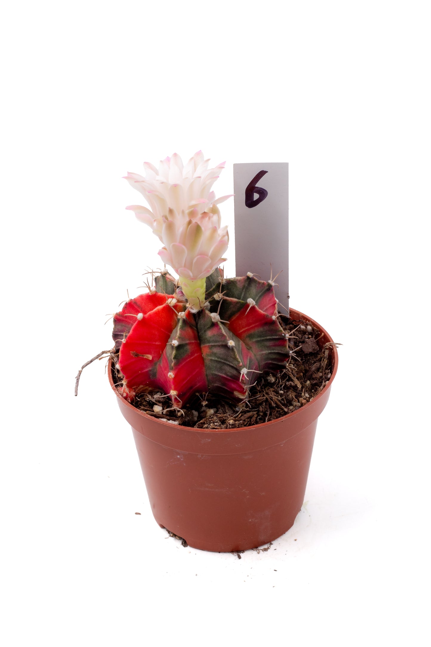 Gymnocalycium mihanovichii variegata Thai hybrid