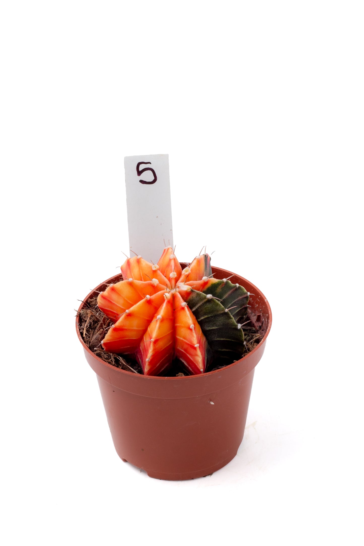 Gymnocalycium mihanovichii variegata Thai hybrid
