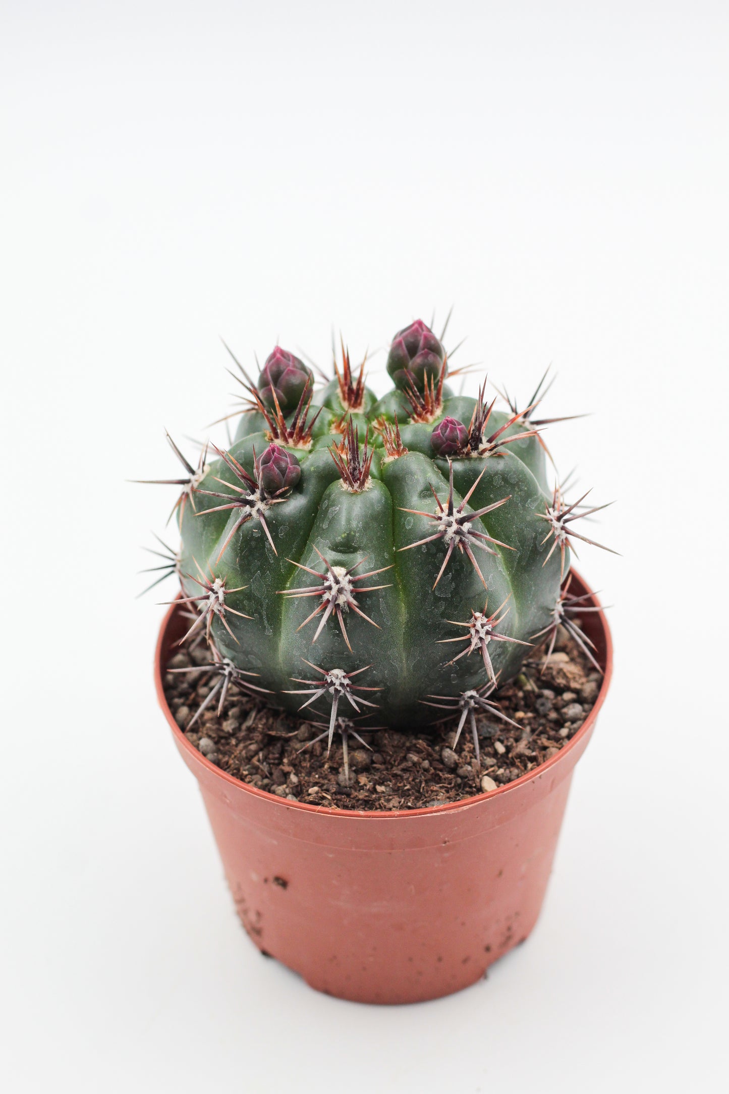 Gymnocalycium monvillei subs. horridispinum