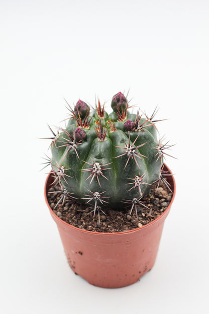 Gymnocalycium monvillei subs. horridispinum