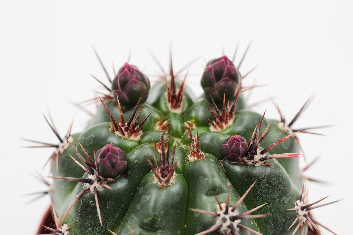 Gymnocalycium monvillei subs. horridispinum