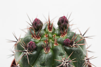Gymnocalycium monvillei subs. horridispinum