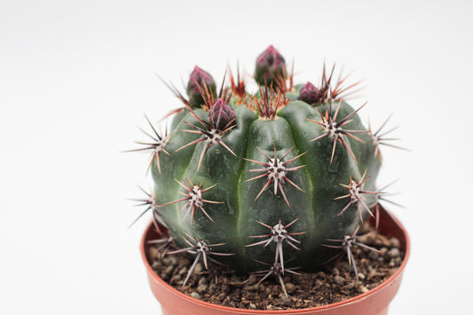 Gymnocalycium monvillei subs. horridispinum