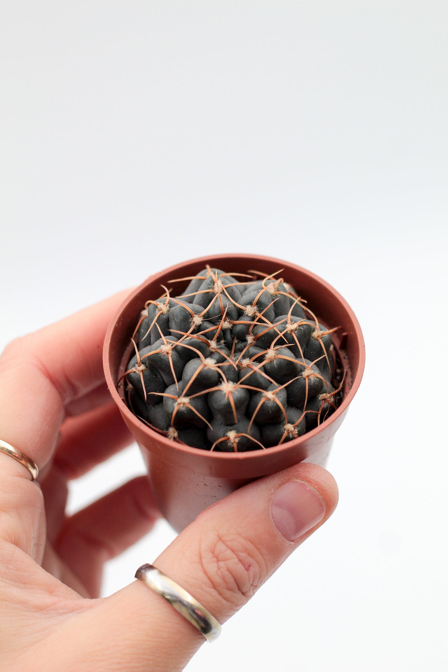 Gymnocalycium ochoterenae