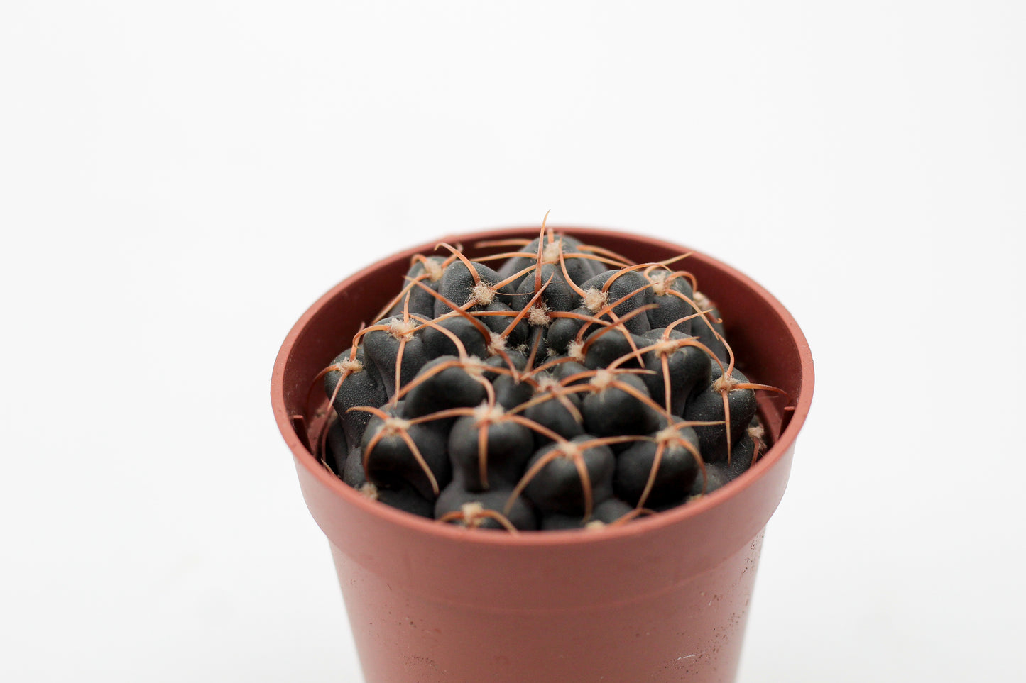Gymnocalycium ochoterenae