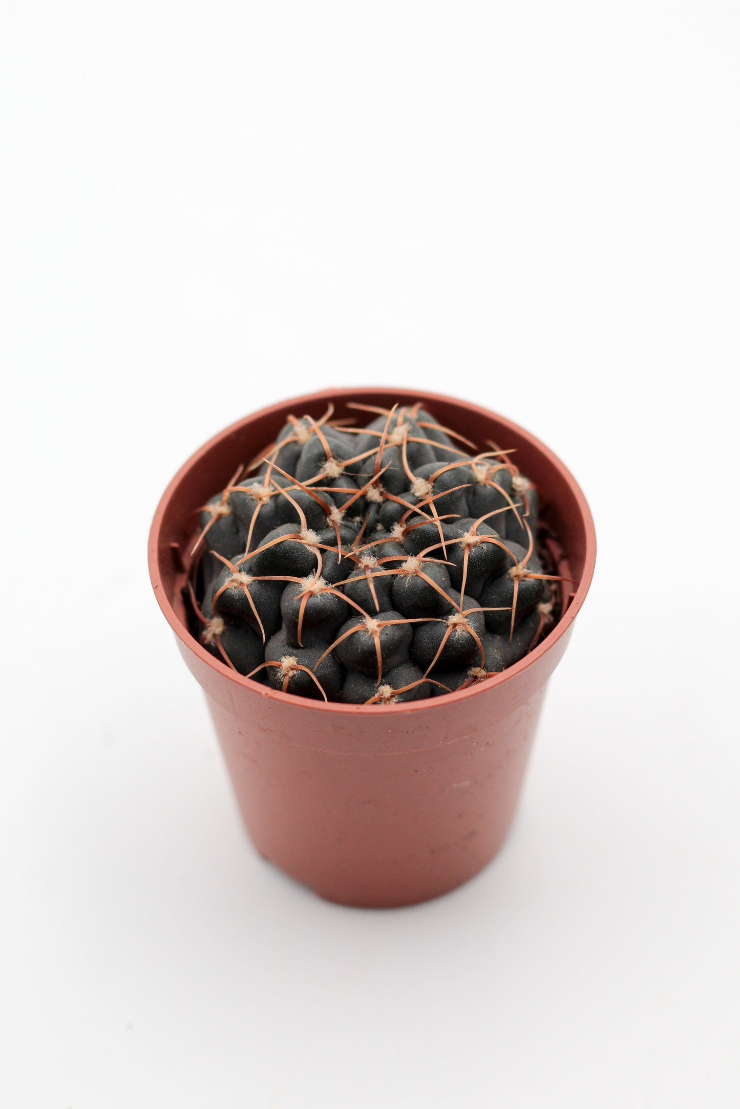 Gymnocalycium ochoterenae