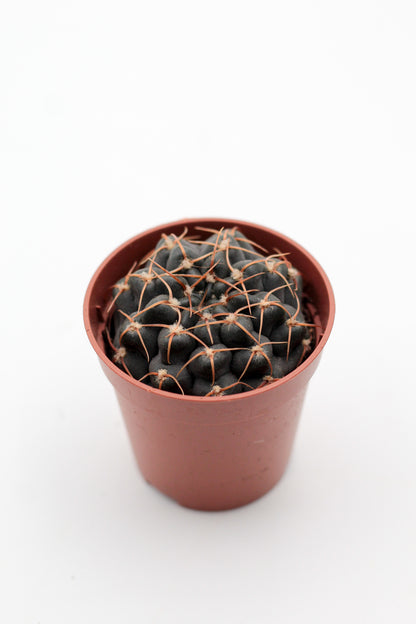 Gymnocalycium ochoterenae