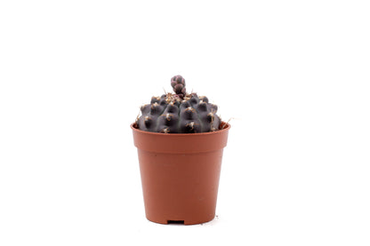 Gymnocalycium ochoterenae subs. vatteri