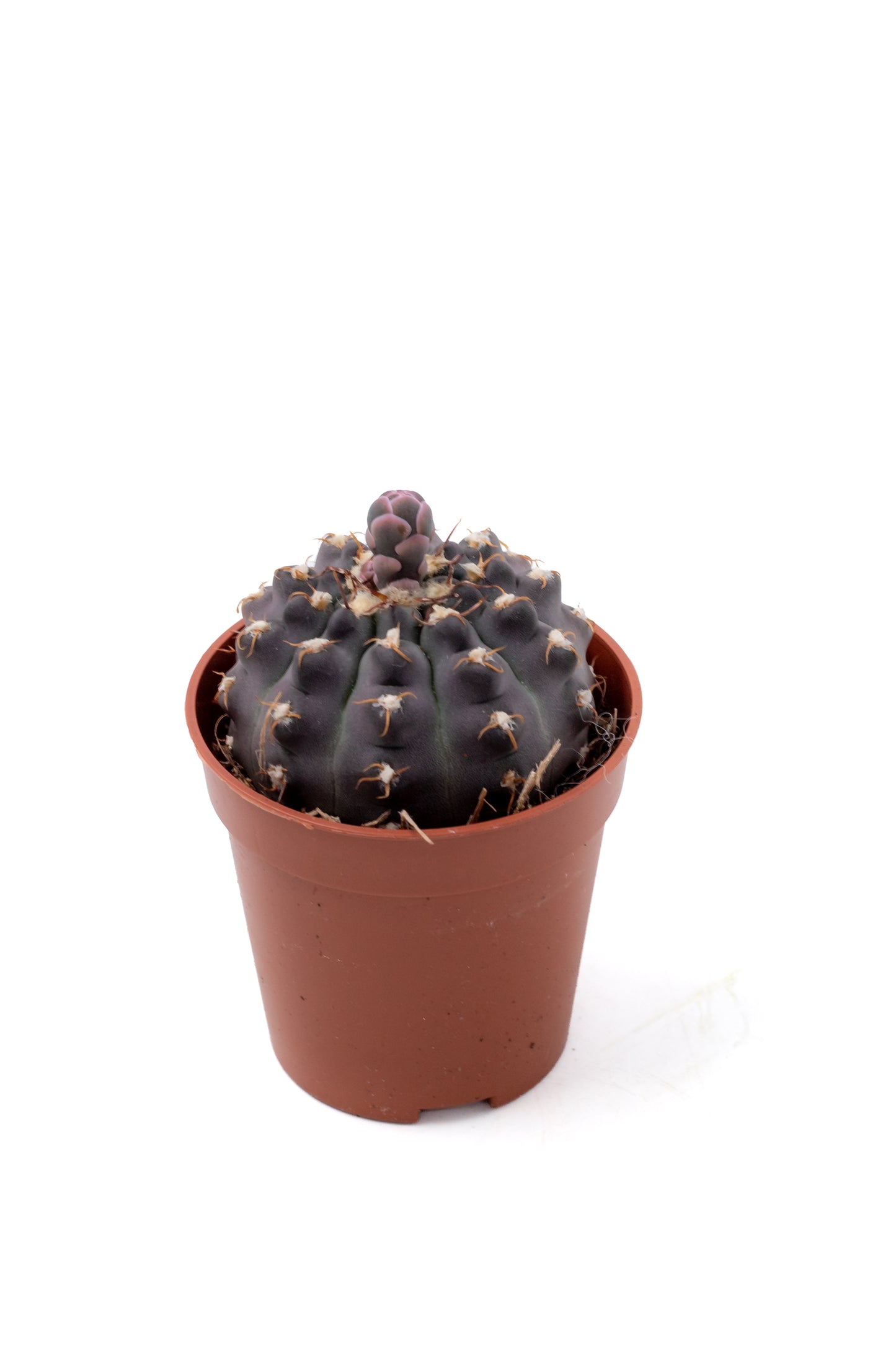 Gymnocalycium ochoterenae subs. vatteri