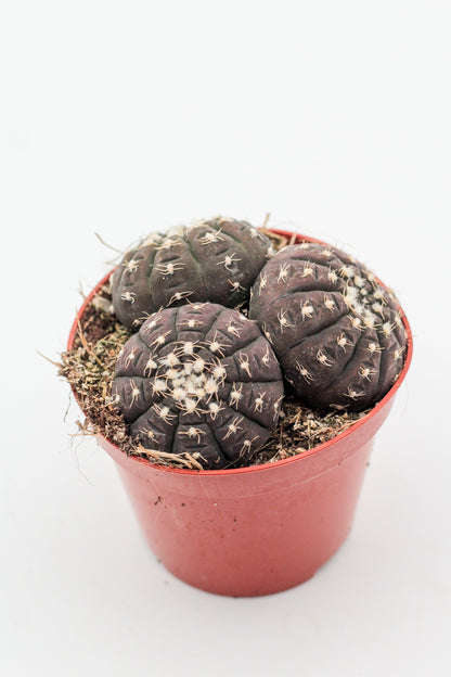 Gymnocalycium ragonesei
