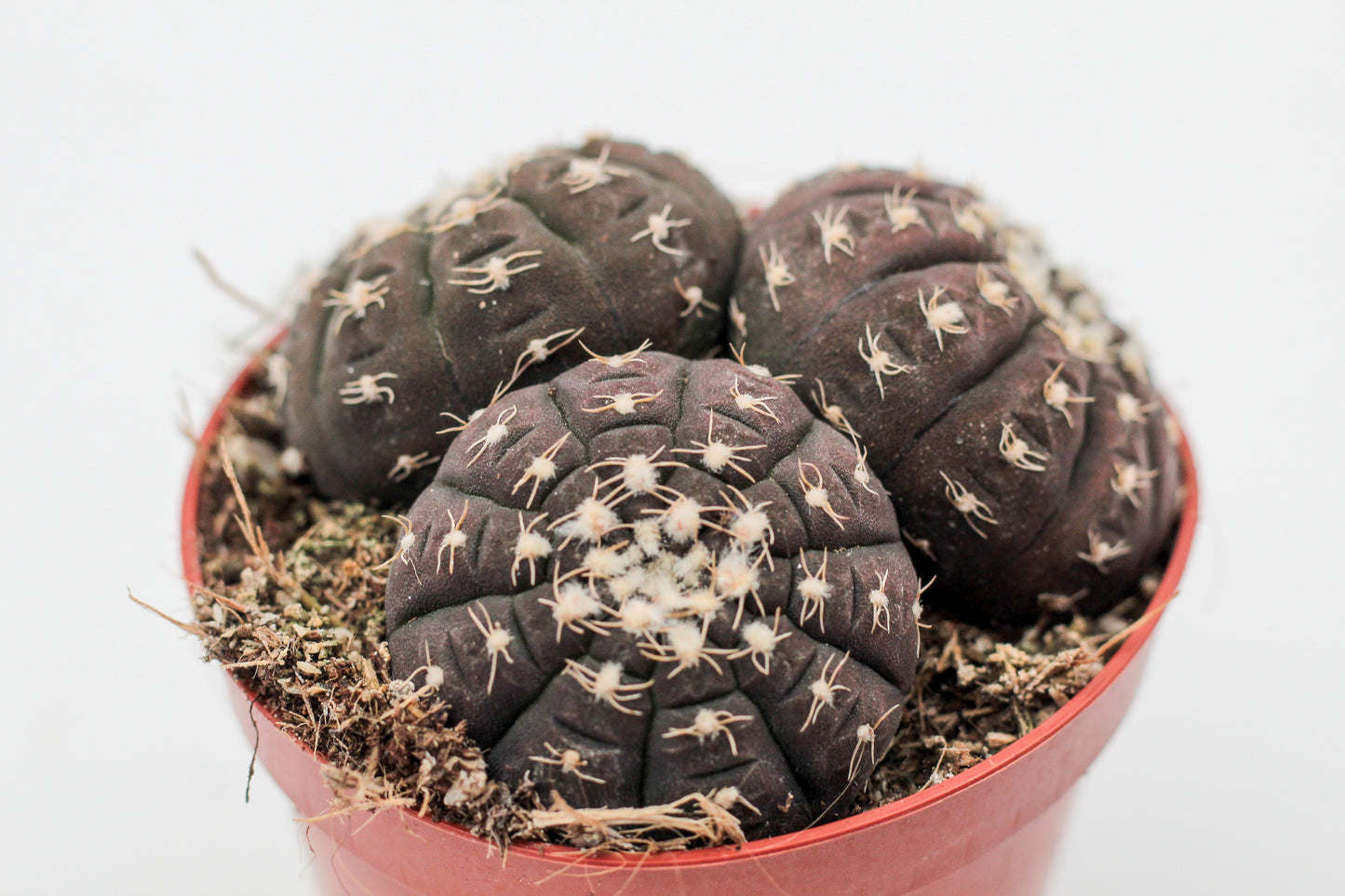 Gymnocalycium ragonesei