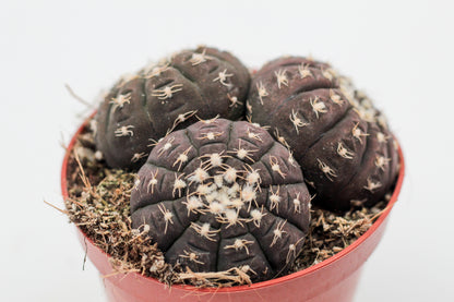 Gymnocalycium ragonesei