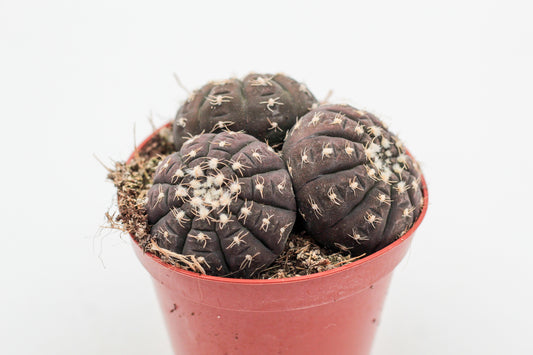 Gymnocalycium ragonesei