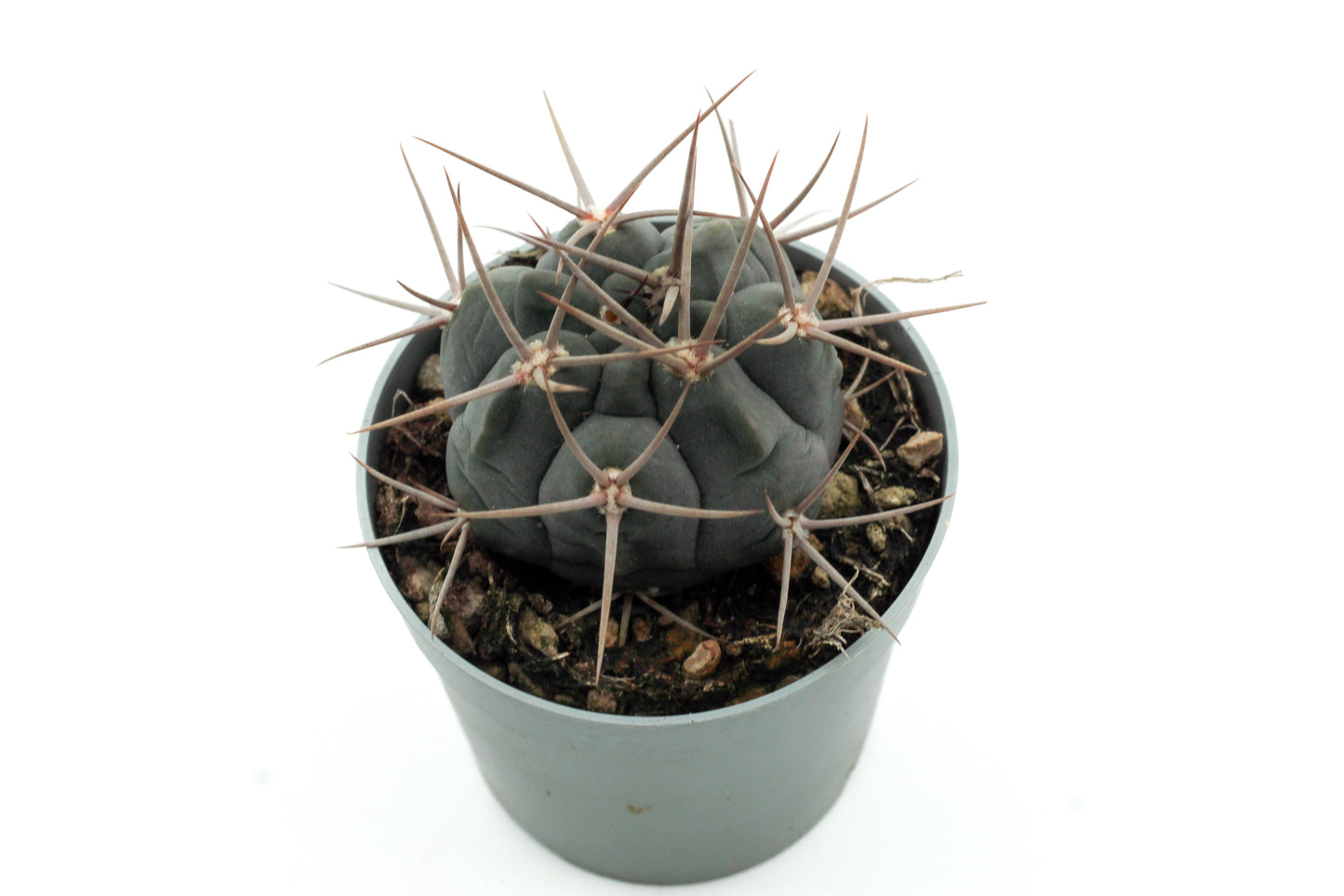Gymnocalycium spegazzinii subs. armatum