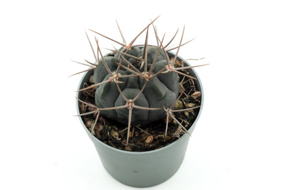 Gymnocalycium spegazzinii subs. armatum