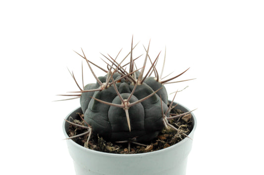 Gymnocalycium spegazzinii subs. armatum