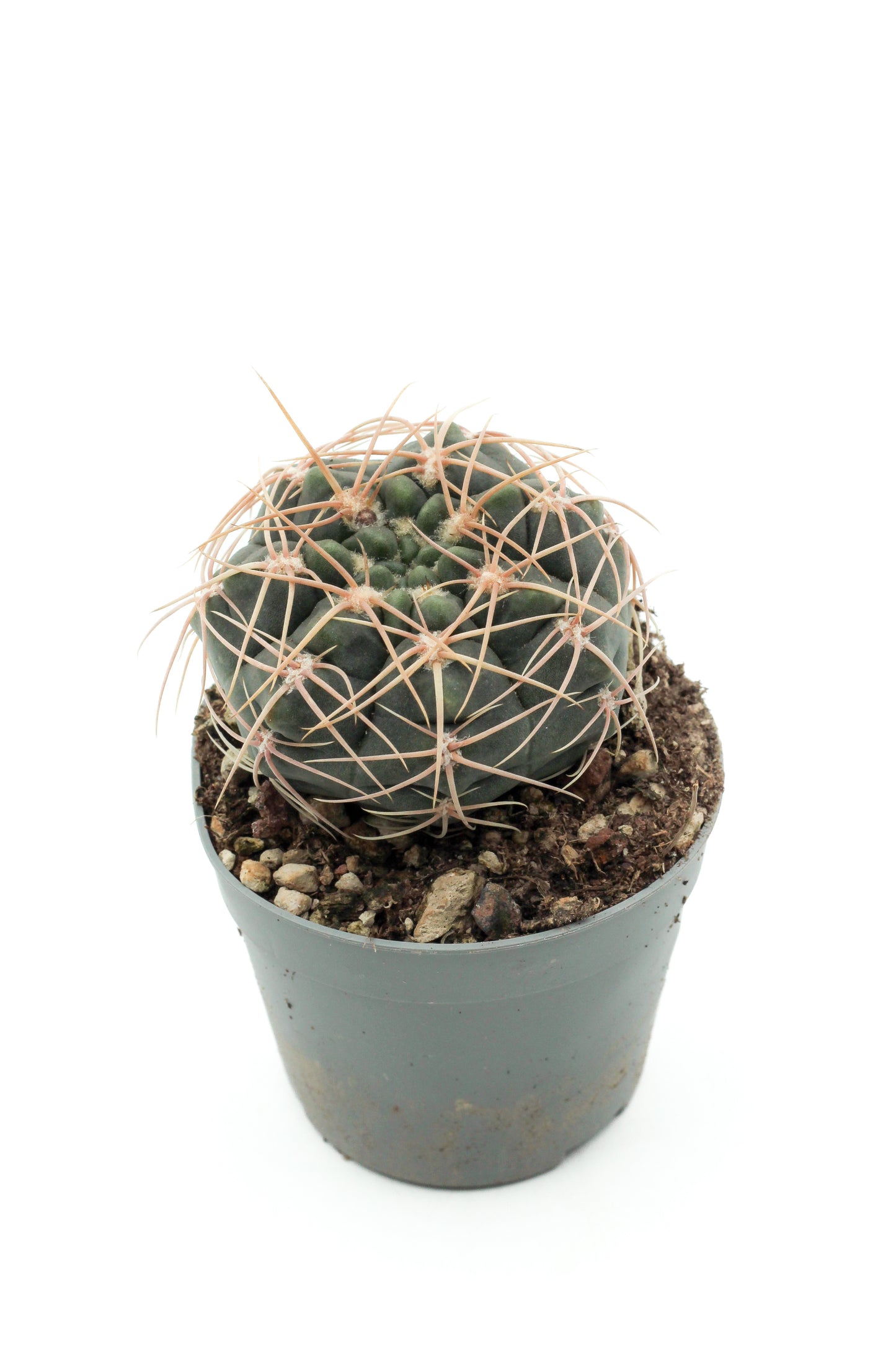 gymnocalycium stellatum Gymnocalycium stellatum – ikhebeencactus