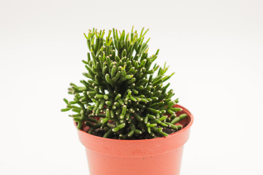 Hatiora salicornioides