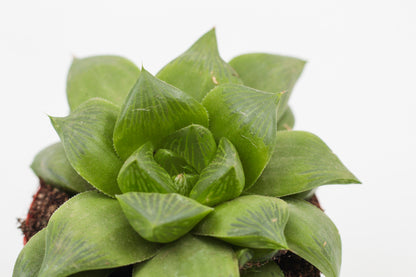 Haworthia Cymbiformis cuspidata