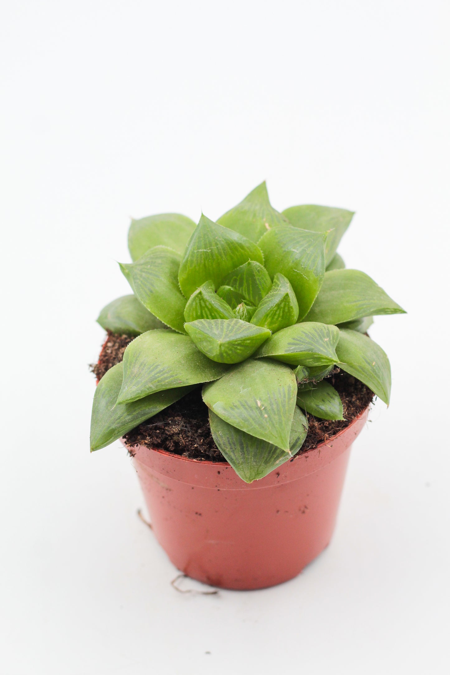 Haworthia Cymbiformis cuspidata