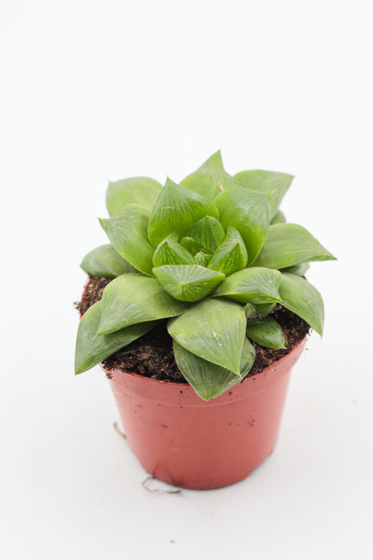 Haworthia Cymbiformis cuspidata