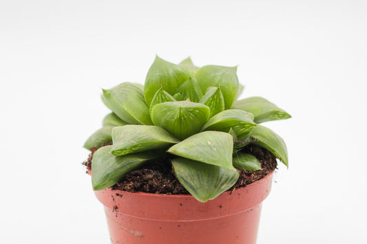 Haworthia Cymbiformis cuspidata
