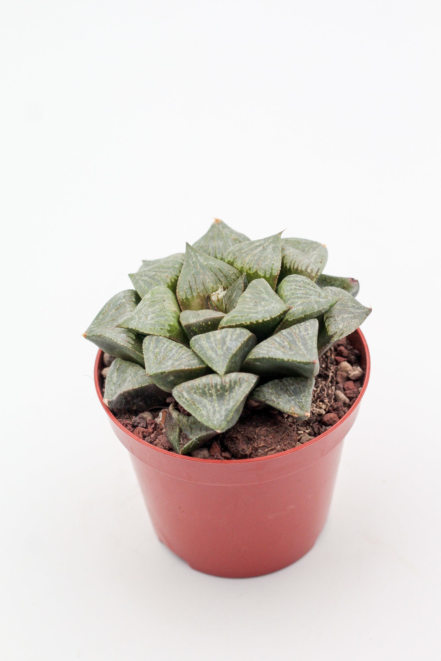 Haworthia Kamen Budokai