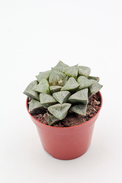 Haworthia Kamen Budokai