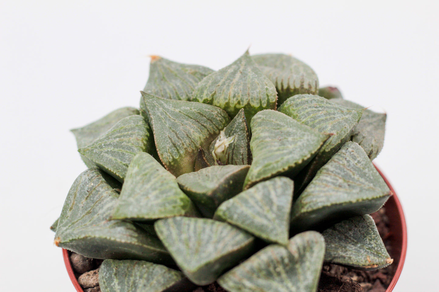 Haworthia Kamen Budokai