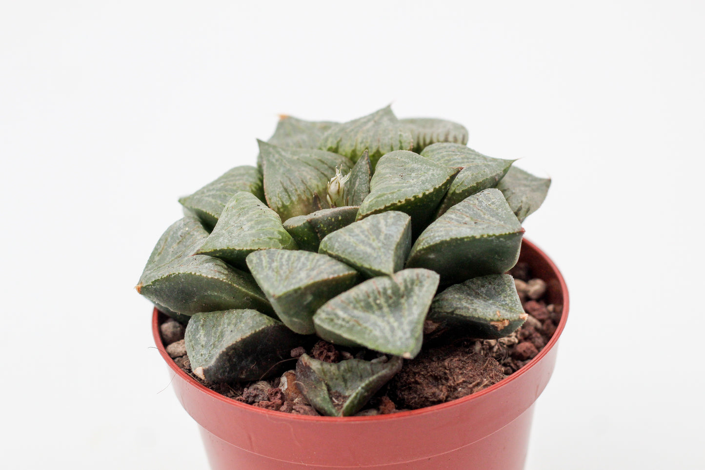 Haworthia Kamen Budokai