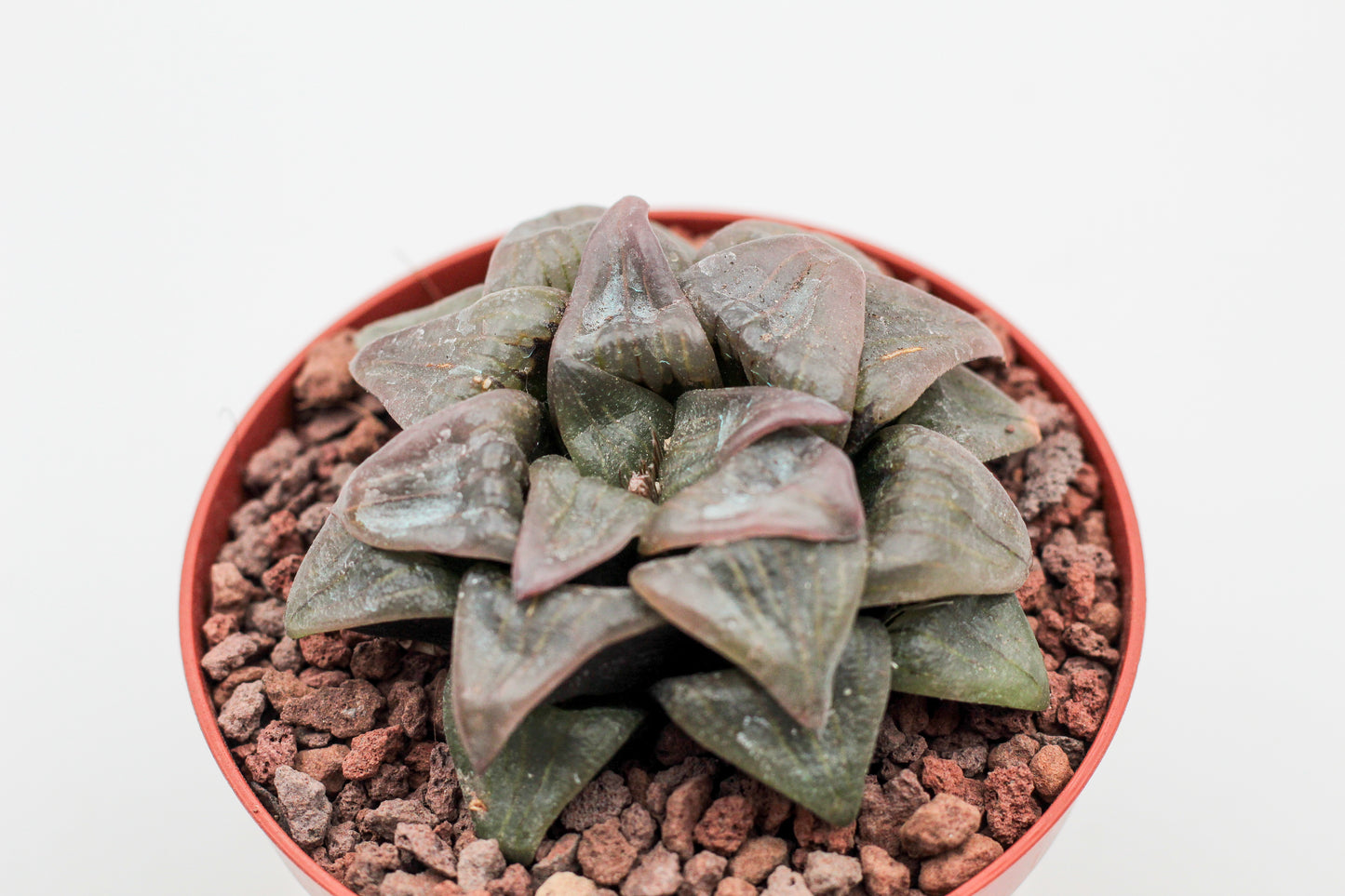 Haworthia Picsplendens