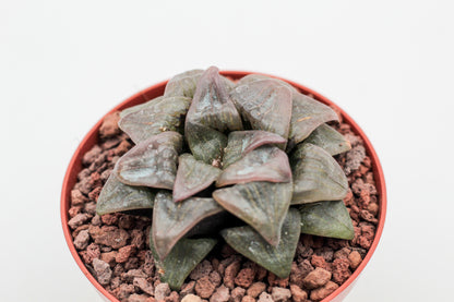 Haworthia Picsplendens