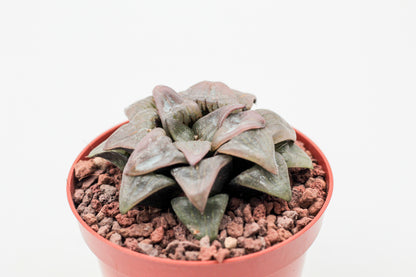 Haworthia Picsplendens
