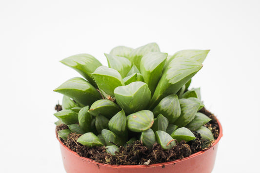 Haworthia Byakuya